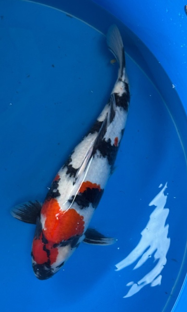 Koi picture