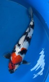 Koi
