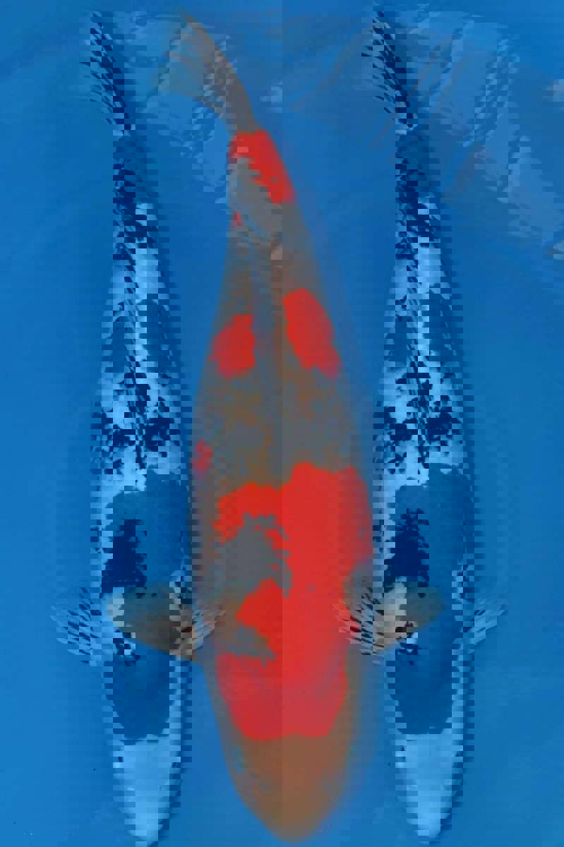 Koi picture
