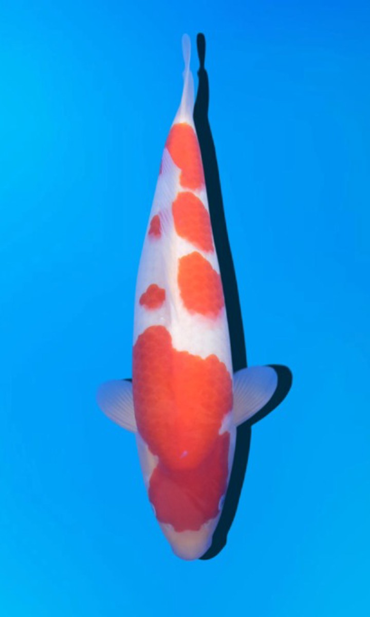 Koi picture