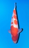 Koi