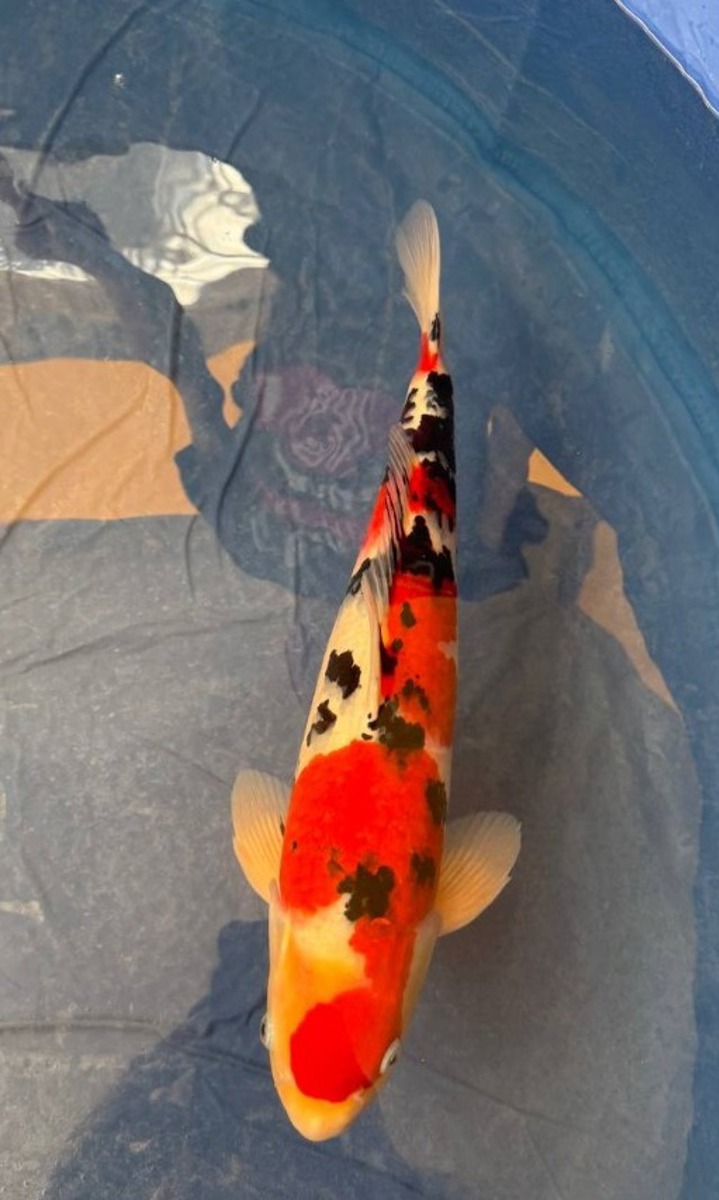 Koi picture