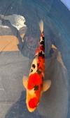 Koi