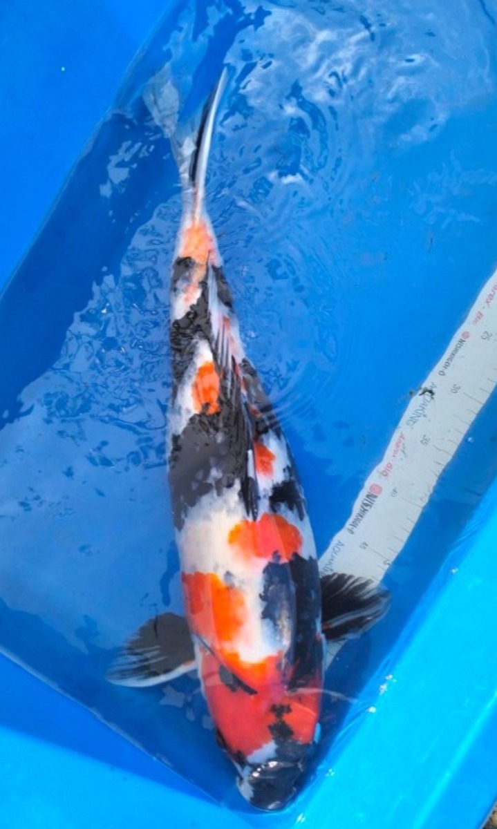Koi picture