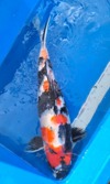 Koi