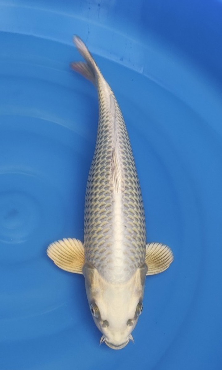 Koi picture