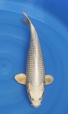 Koi