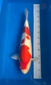 Koi