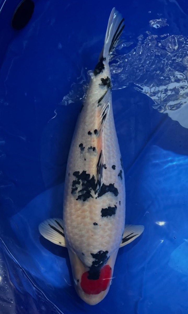 Koi picture