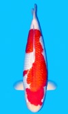 Koi