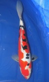 Koi