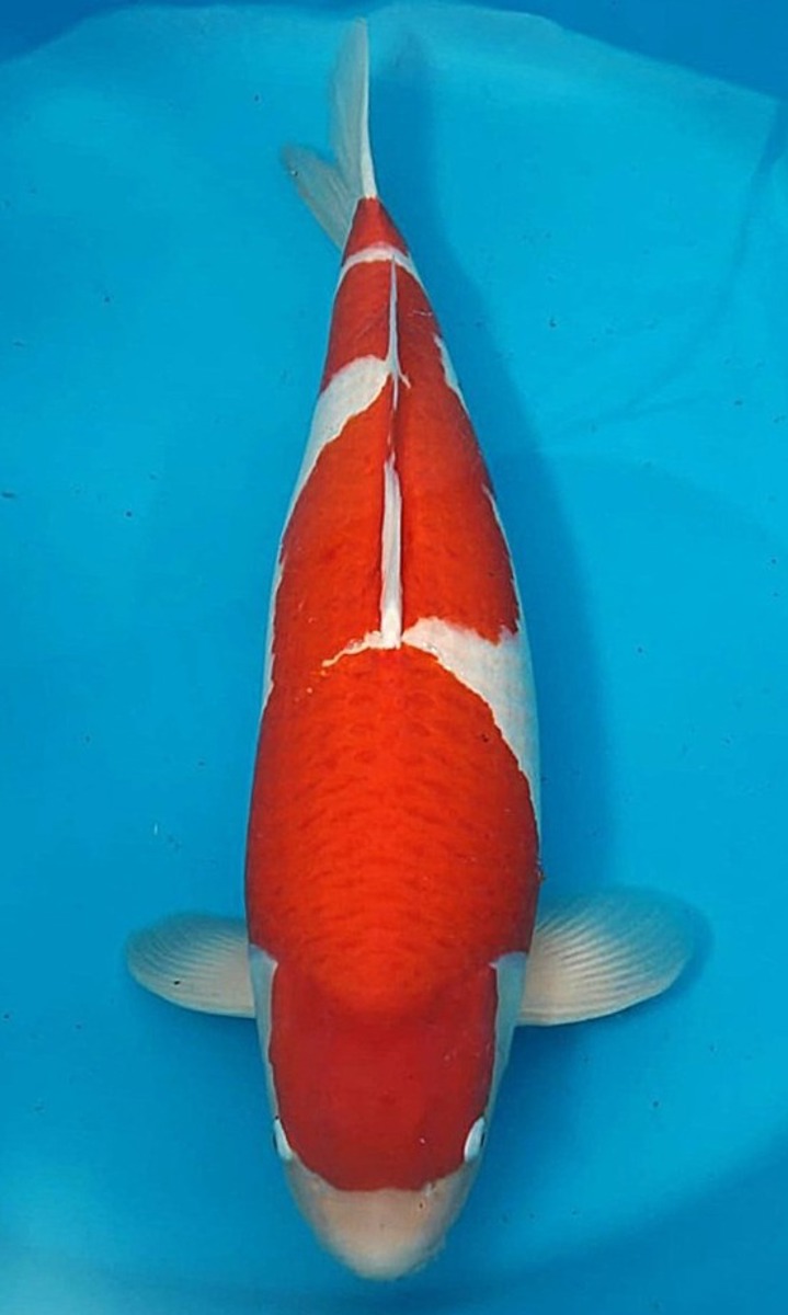 Koi picture