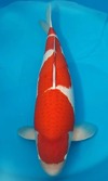 Koi