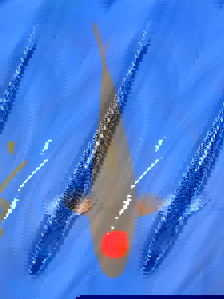 Koi picture