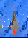 Koi