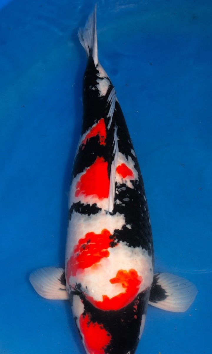 Koi picture