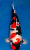 Koi