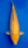 Koi