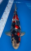 Koi