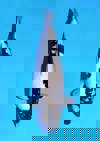 Koi
