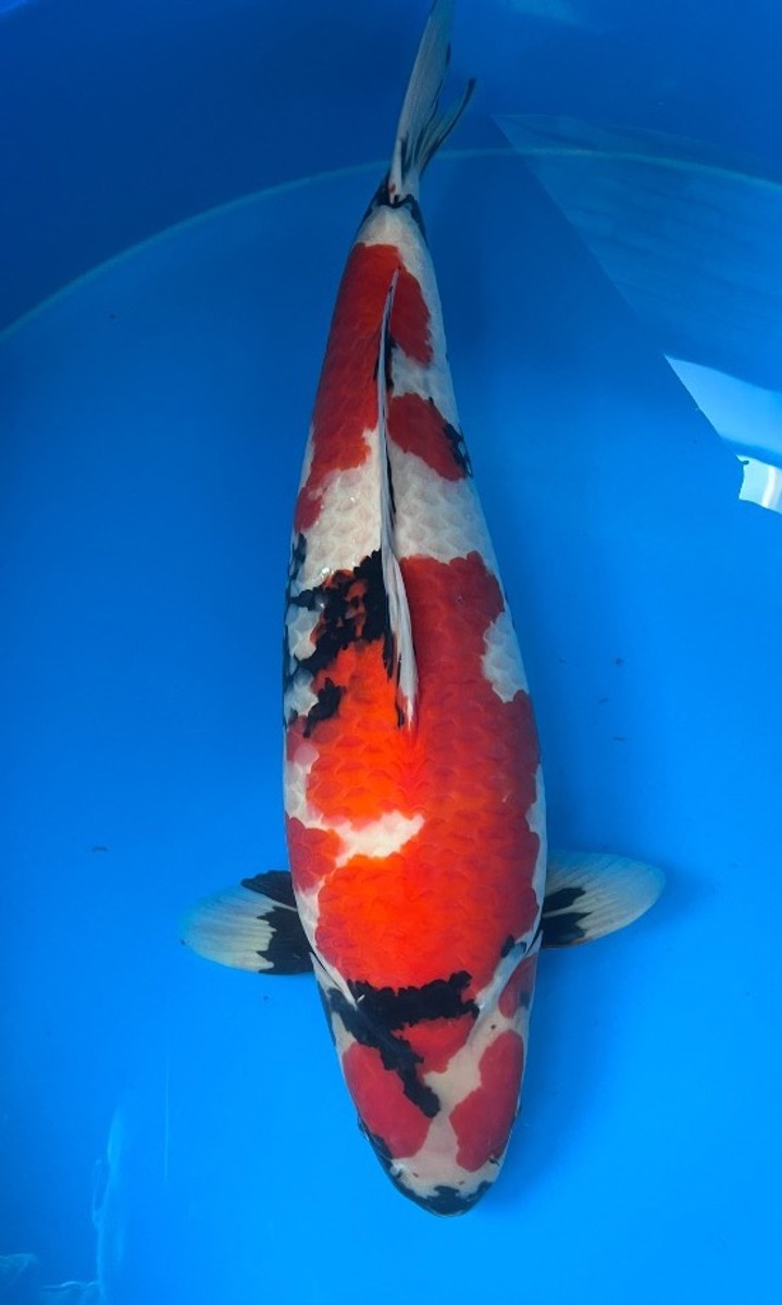 Koi picture