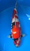 Koi