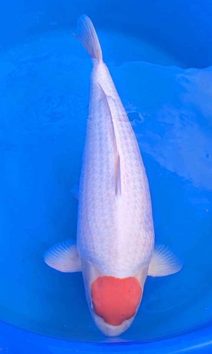 Koi picture