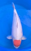 Koi