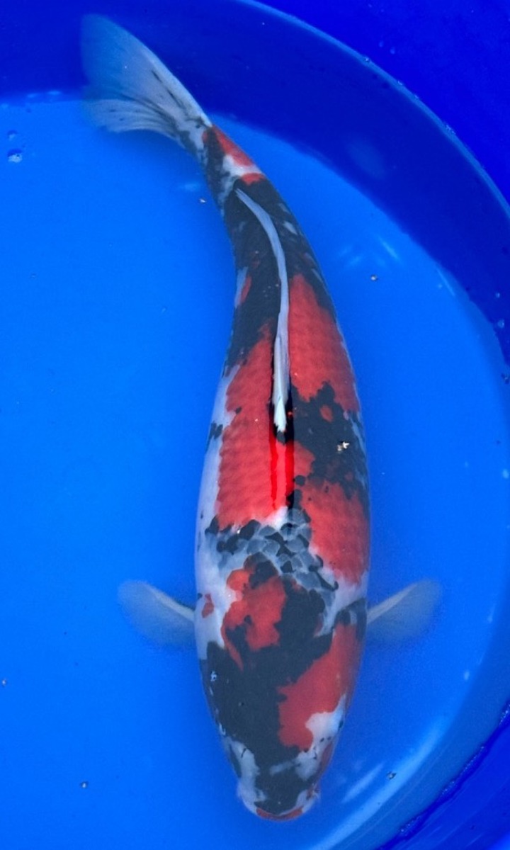 Koi picture