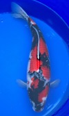 Koi
