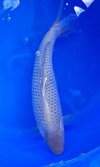 Koi