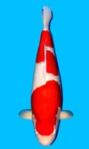 Koi