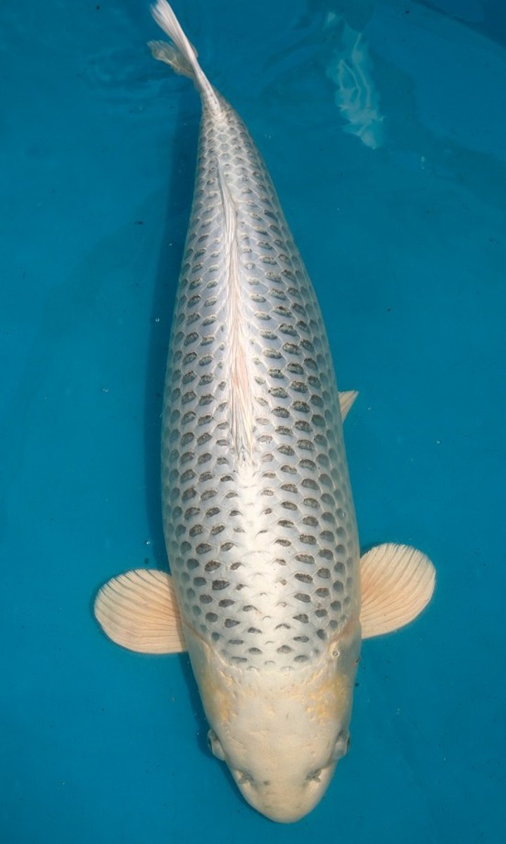 Koi picture