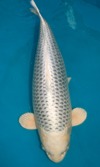 Koi