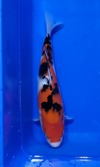 Koi