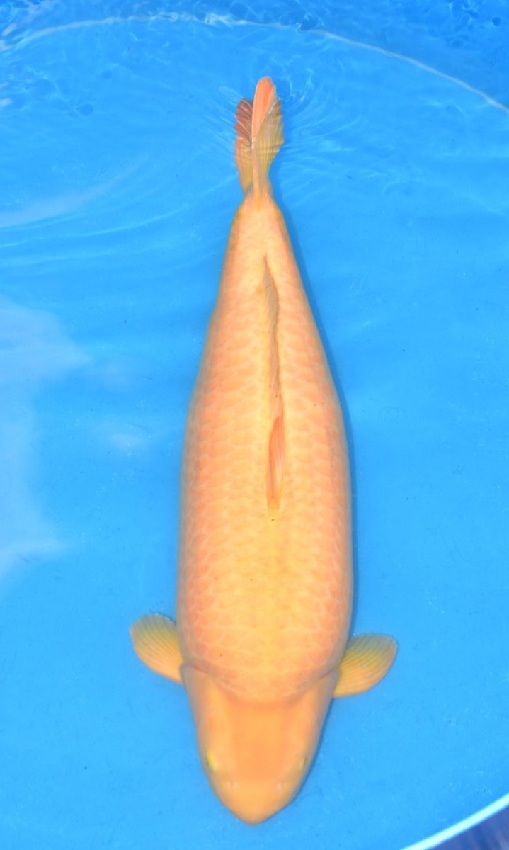 Koi picture