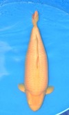 Koi