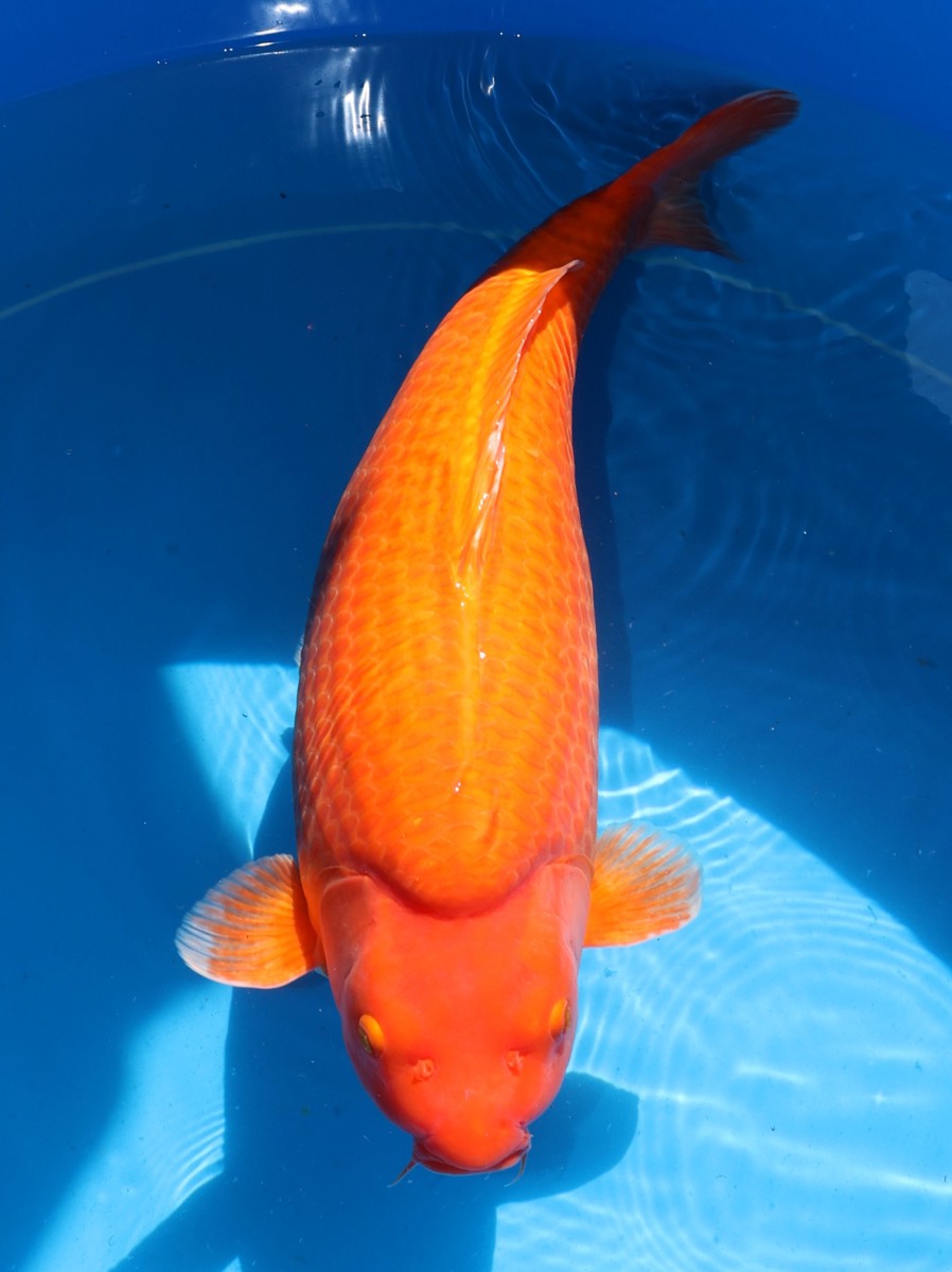 Koi picture