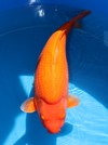 Koi