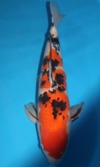 Koi