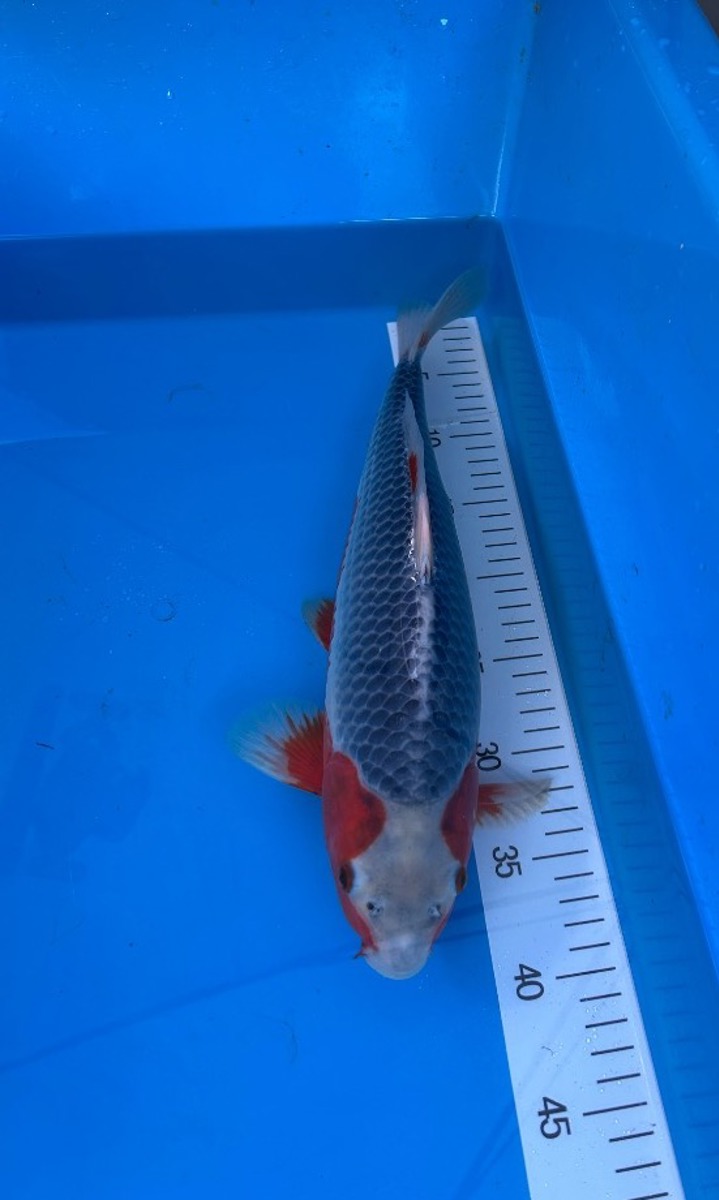 Koi picture