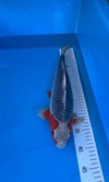 Koi