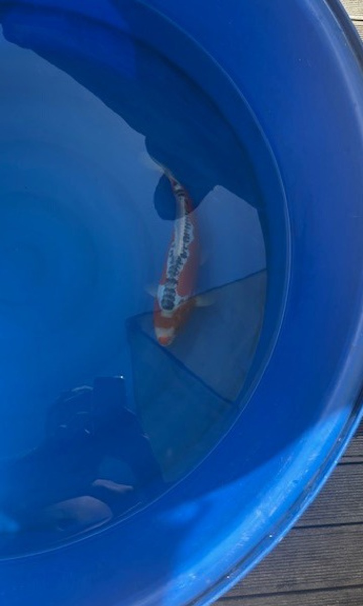 Koi picture