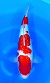 Koi