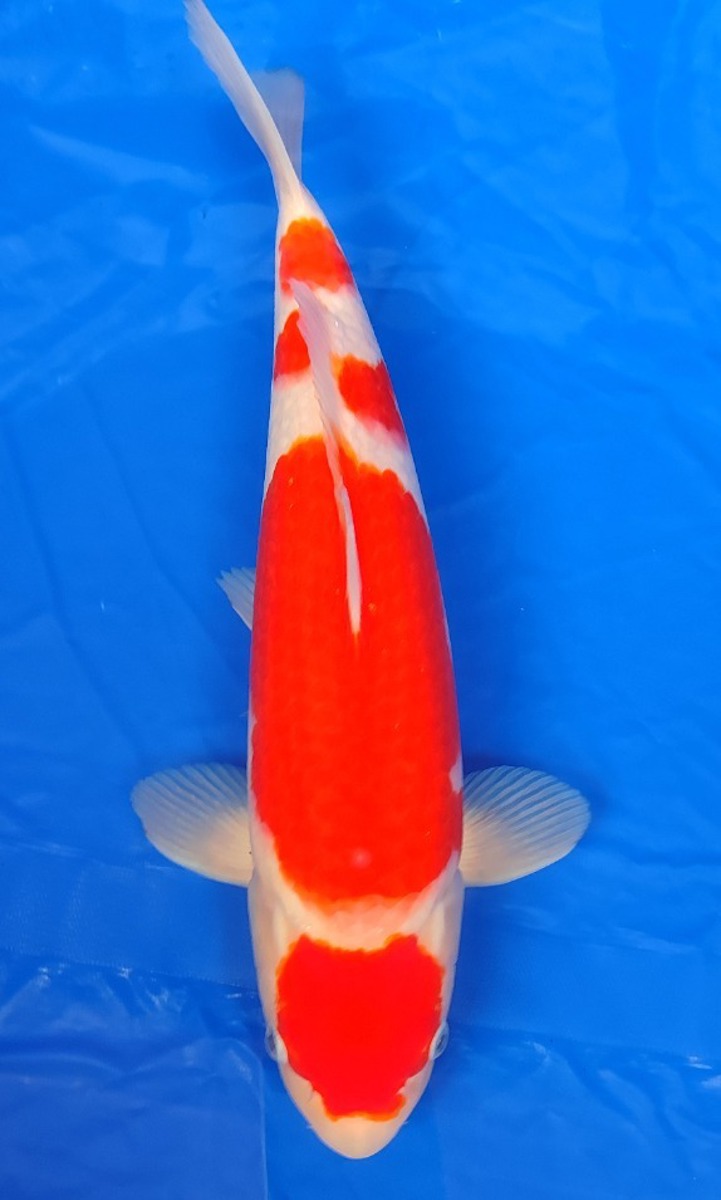 Koi picture