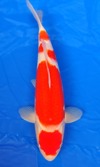 Koi