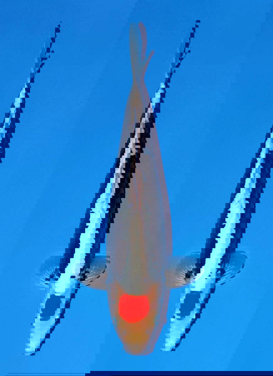 Koi picture