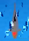 Koi
