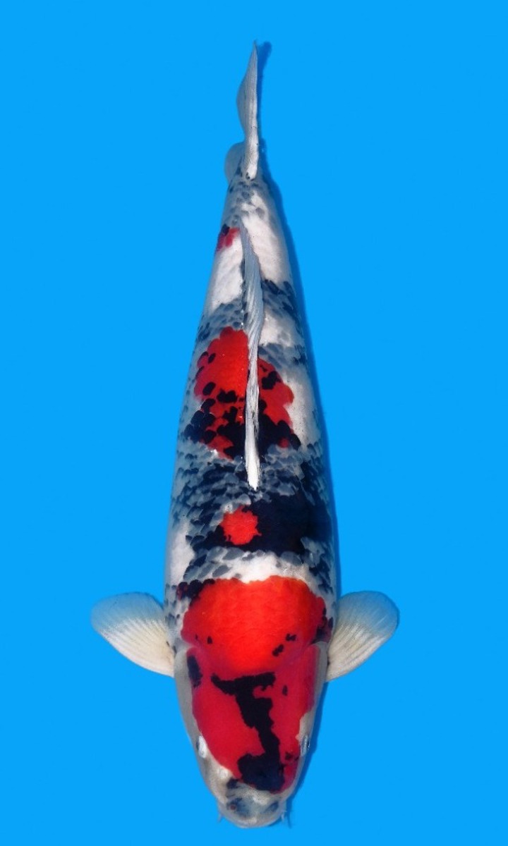 Koi picture