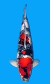 Koi